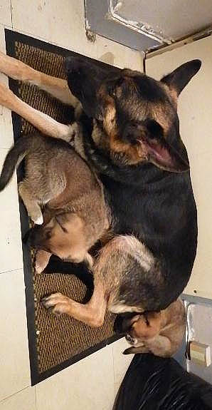 Nixy participe au concours pour gagner de l'argent avec cette photo : canidae, carnivore, comfort, companion_dog, dog, dog_breed, ear, fawn, fur, guard_dog, metal, nap, paw, snout, sporting_group, tail, toy_dog, wood, working_animal, working_dog