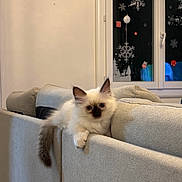 Plume a rejoint le concours — aidez-le/la à gagner de superbes lots ! kitten, cat, fluffy, couch, furniture, indoor, window, decorations, snowflakes, curious, pet, animal, relaxed, light_gray, soft, young, cozy, home, cute, resting