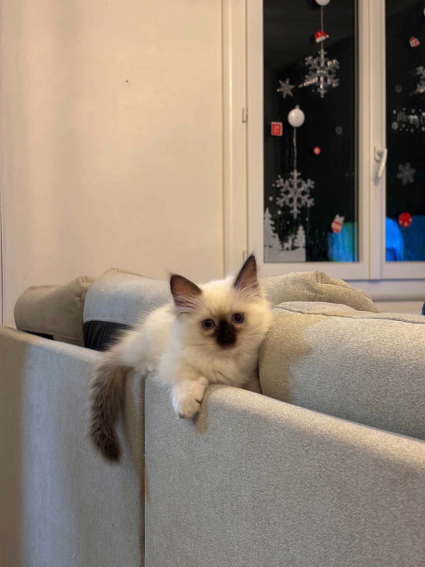 Plume a rejoint le concours — aidez-le/la à gagner de superbes lots ! kitten, cat, fluffy, couch, furniture, indoor, window, decorations, snowflakes, curious, pet, animal, relaxed, light_gray, soft, young, cozy, home, cute, resting