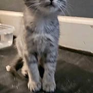 Charlie joined the competition — help win amazing prizes! animal, background, baseboard, cat, curious, domestic_cat, ears, floor, fur, gray_tabby, indoor, kitten, looking_up, pet, small, standing, water_bowl, whiskers, wide_eyes, young_animal