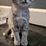 animal, background, baseboard, cat, curious, domestic_cat, ears, floor, fur, gray_tabby, indoor, kitten, looking_up, pet, small, standing, water_bowl, whiskers, wide_eyes, young_animal