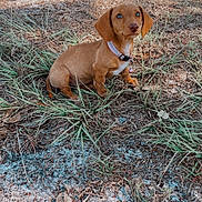 Winnie is registered to the contest to win money with this photo: dog, puppy, dachshund, brown_dog, grass, outdoor, nature, animal, pet, collar, small_dog, cute, sitting, earth, sunlight, ground, curious, young_dog, canine, fur