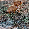 animal, brown_dog, canine, collar, curious, cute, dachshund, dog, earth, fur, grass, ground, nature, outdoor, pet, puppy, sitting, small_dog, sunlight, young_dog