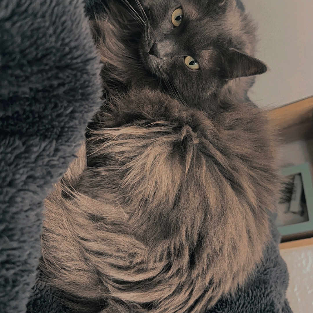Swella participe au concours pour gagner de l'argent avec cette photo : abyssinian, angora, animal, blackcat, blanket, cat, clothing, coat, couch, face, furniture, head, kitten, manx, person, pet, photography, portrait, quilt, towel