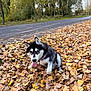 Ato a rejoint le concours — aidez-le/la à gagner de superbes lots ! dog, husky, puppy, autumn, leaves, roadside, trees, outdoor, nature, fall, tongue_out, playful, black_and_white, canine, fur, grass, daylight, seasonal, animal, pet