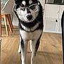 dog, glasses, indoor, wooden_floor, furniture, chair, cabinet, pet, curious, black_and_white, animal, portrait, standing, house, home_interior, cute, domestic_animal, floor, looking, canine