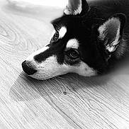Ato participe au concours pour gagner de l'argent avec cette photo : dog, husky, black_and_white, lying_down, floor, wood_floor, portrait, close_up, pet, animal, ears, snout, whiskers, fur, indoor, resting, calm, cute, domestic_animal, side_view
