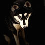 Ato a rejoint le concours — aidez-le/la à gagner de superbes lots ! dog, husky, black_and_white, pet, animal, portrait, indoor, dark_background, lighting, fur, ears, face, canine, sitting, muzzle, expression, whiskers, shadow, floor, looking_down