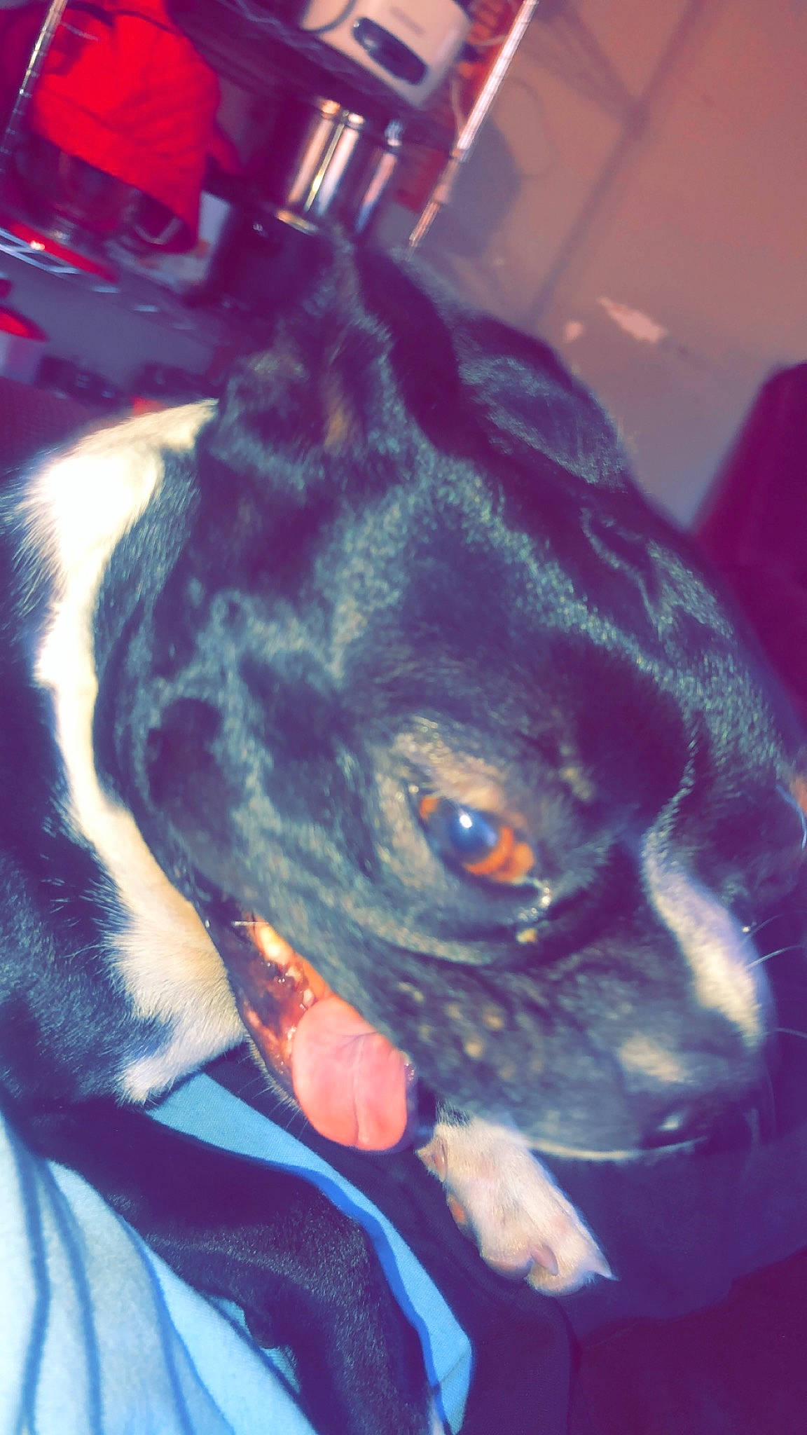 Stella is registered to the contest to win money with this photo: canidae, carnivore, companion_dog, dog, dog_breed, dog_collar, ear, electric_blue, fawn, fur, guard_dog, jaw, plant, puppy, snout, sporting_group, toy_dog, whiskers, working_animal, working_dog