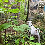 Tiana a rejoint le concours — aidez-le/la à gagner de superbes lots ! dog, white_dog, harness, greenery, plants, ruins, graffiti, trees, nature, forest, overgrowth, wall, stone, outdoor, leaves, pathway, abandoned, moss, canine, exploration