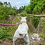 dog, white_dog, leash, yellow_collar, rocky_ledge, greenery, trees, stone_wall, bridge, outdoor, nature, path, grass, shrubbery, sky, canine, animal, walk, adventure, park