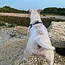 dog, white_dog, harness, outdoor, rocks, field, trees, nature, animal, pet, canine, landscape, sky, daytime, alert, standing, back_view, curious, grass, wilderness