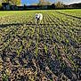 dog, white_dog, field, grass, plants, soil, outdoor, daylight, nature, sky, clouds, trees, fence, harness, animal, pet, sunlight, rural, landscape, greenery