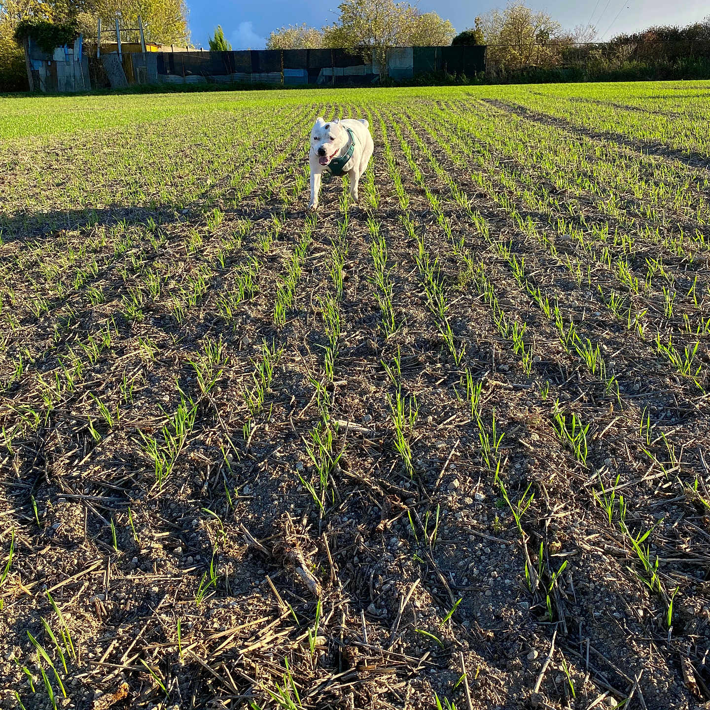 Tiana a rejoint le concours — aidez-le/la à gagner de superbes lots ! animal, clouds, daylight, dog, fence, field, grass, greenery, harness, landscape, nature, outdoor, pet, plants, rural, sky, soil, sunlight, trees, white_dog