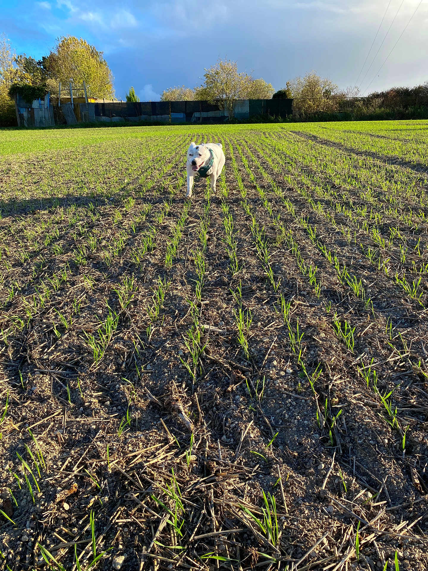 Tiana a rejoint le concours — aidez-le/la à gagner de superbes lots ! dog, white_dog, field, grass, plants, soil, outdoor, daylight, nature, sky, clouds, trees, fence, harness, animal, pet, sunlight, rural, landscape, greenery