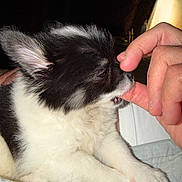 Niro participe au concours pour gagner de l'argent avec cette photo : bite, black_and_white, blanket, close_up, cute, dog, ear, finger, fur, hand, indoor, nibble, nose, owner, paw, pet, puppy, sleepy, small_dog, whiskers