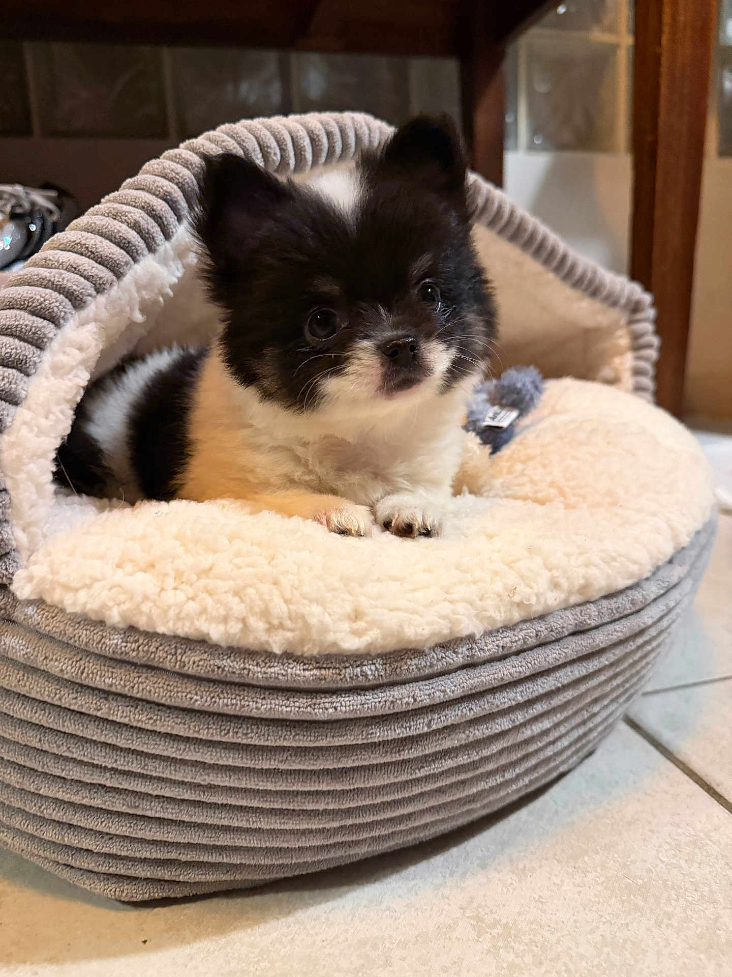 Niro a rejoint le concours — aidez-le/la à gagner de superbes lots ! puppy, dog, pet_bed, cozy, fluffy, black_and_white, indoor, floor, cute, small_dog, fur, animal, resting, soft_texture, looking_up, adorable, companion, domestic, pet, curious