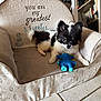 armchair, black_and_white, blue_toy, book_shelf, cute, decorative_text, dog, ears, eyes, fur, home, indoor, looking_at_camera, pet_bed, plush_chair, puppy, sitting, small_dog, tile_floor, toy