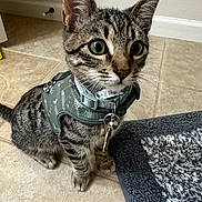 Kiche is registered to the contest to win money with this photo: bath_mat, bell, big_eyes, cat, close_up, collar, curious, domestic_animal, ears, fur, harness, indoor, kitten, paws, pet, portrait, sitting, tabby_cat, tile_floor, whiskers