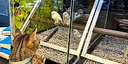 Kiche is registered to the contest to win money with this photo: animal, bird, bird_pellets, budgerigar, cat, closeup, curiosity, glass_cage, harness, indoor, leash, parakeet, perch, pet_interaction, pet_shop, price_tag, reflection, shopping, signage, tabby_cat
