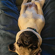 Ozzy joined the competition — help win amazing prizes! animal, canine, collar, companion, cozy, cute, dog, domestic, funny_face, fur, human_legs, indoor, jeans, lying_down, paw, pet, relaxed, resting, sleepy, snout