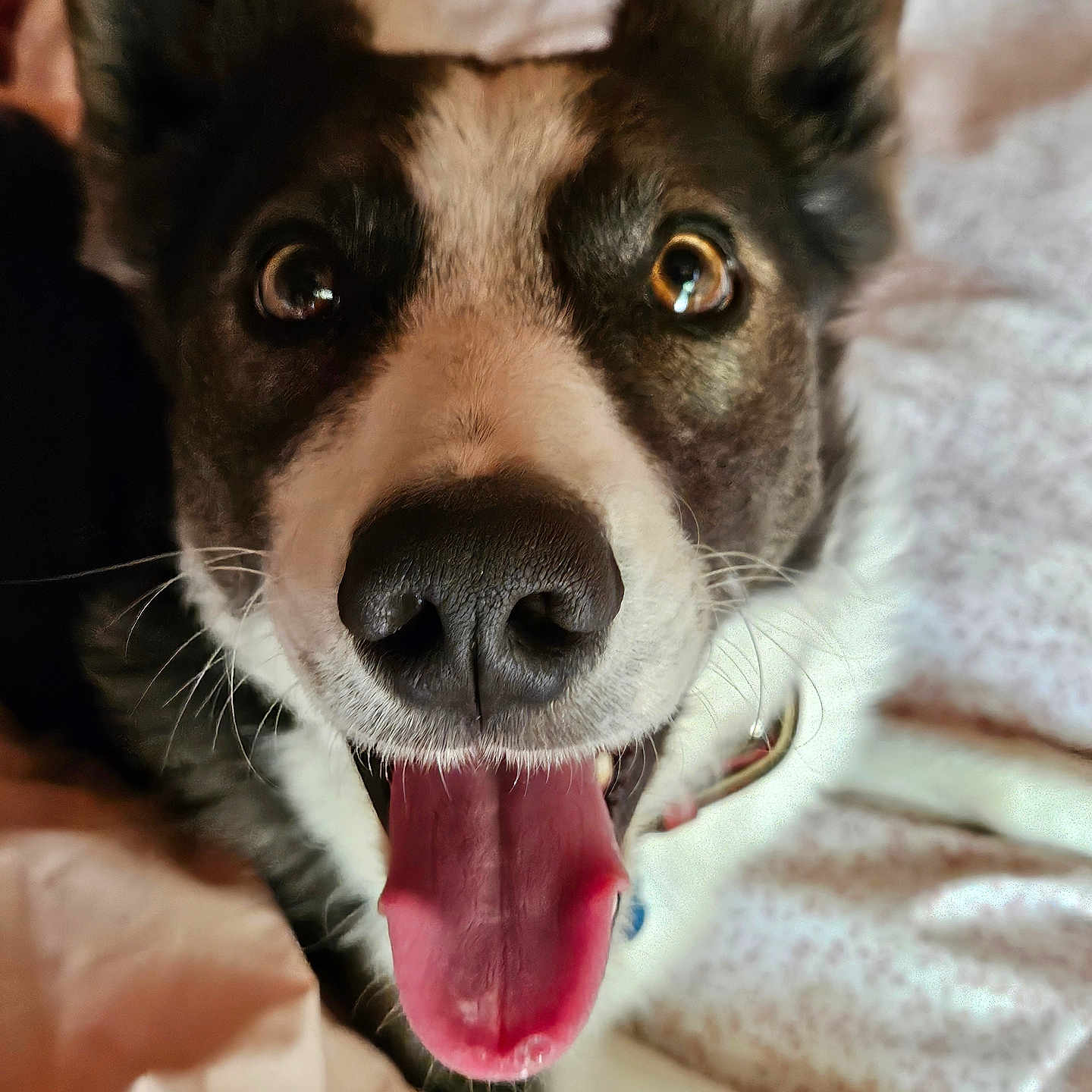 Woody joined the competition — help win amazing prizes! accessories, animal, baby, bodypart, canine, collie, dog, finger, hound, husky, indoors, labradorretriever, mouth, person, pet, puppy, snout, strap, teeth, tongue