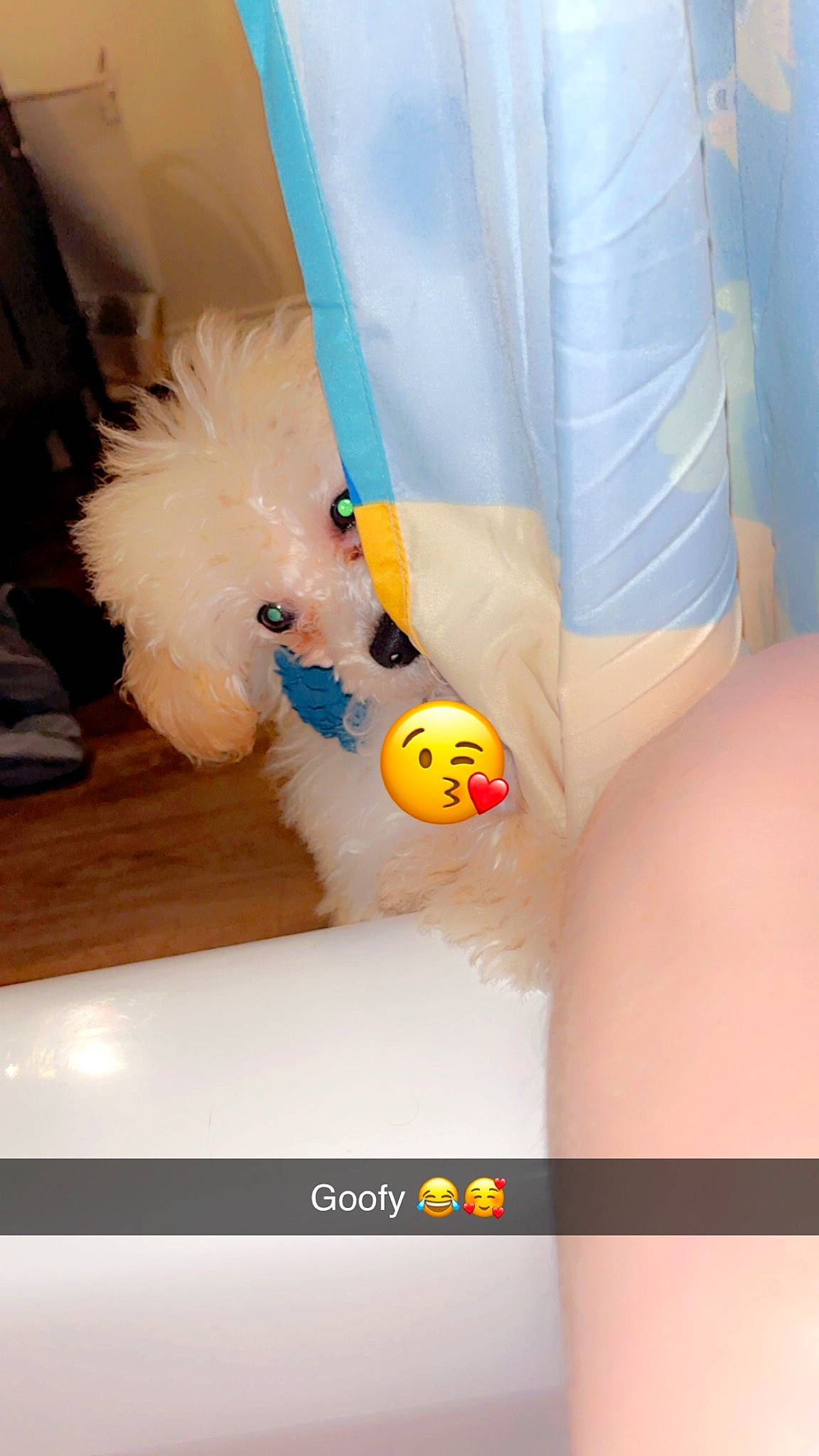 Chloe is registered to the contest to win money with this photo: abdomen, animation, baby_toys, ball, companion_dog, electric_blue, games, plastic, plush, room, stuffed_toy