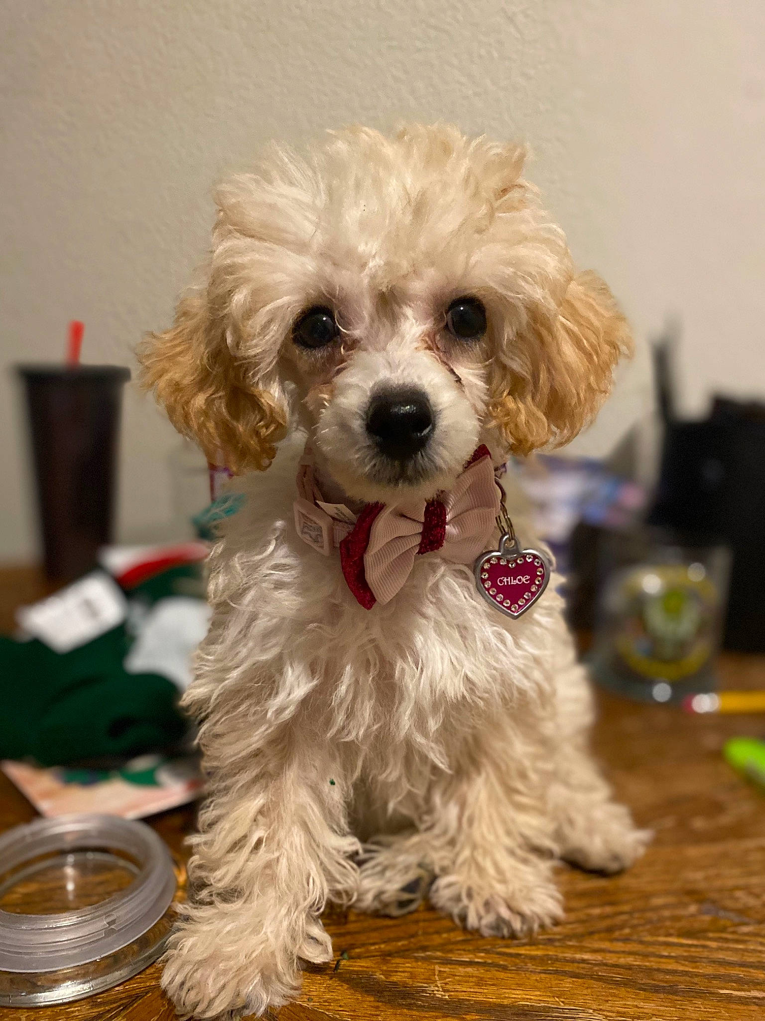 Chloe is registered to the contest to win money with this photo: canidae, carnivore, companion_dog, dog, dog_breed, dog_clothes, dog_collar, dog_supply, fur, labradoodle, maltepoo, poodle, puppy_love, small_terrier, sporting_group, terrier, toy_dog, water_dog, working_animal, yorkipoo