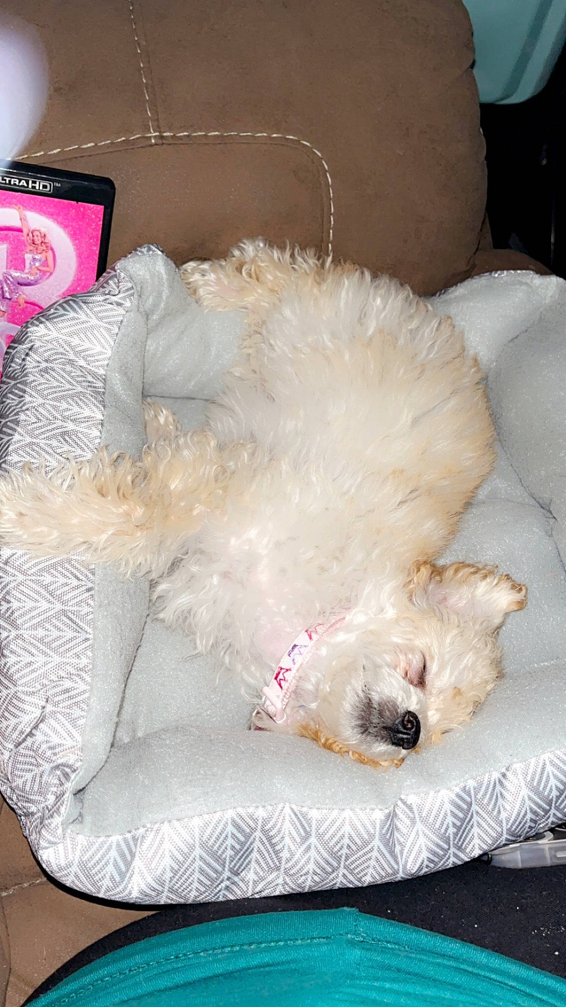 Chloe joined the competition — help win amazing prizes! canidae, carnivore, comfort, companion_dog, dog, dog_breed, dog_supply, fawn, felidae, fur, labradoodle, nap, pet_supply, poodle, puppy, small_to_medium_sized_cats, sporting_group, terrier, toy, toy_dog