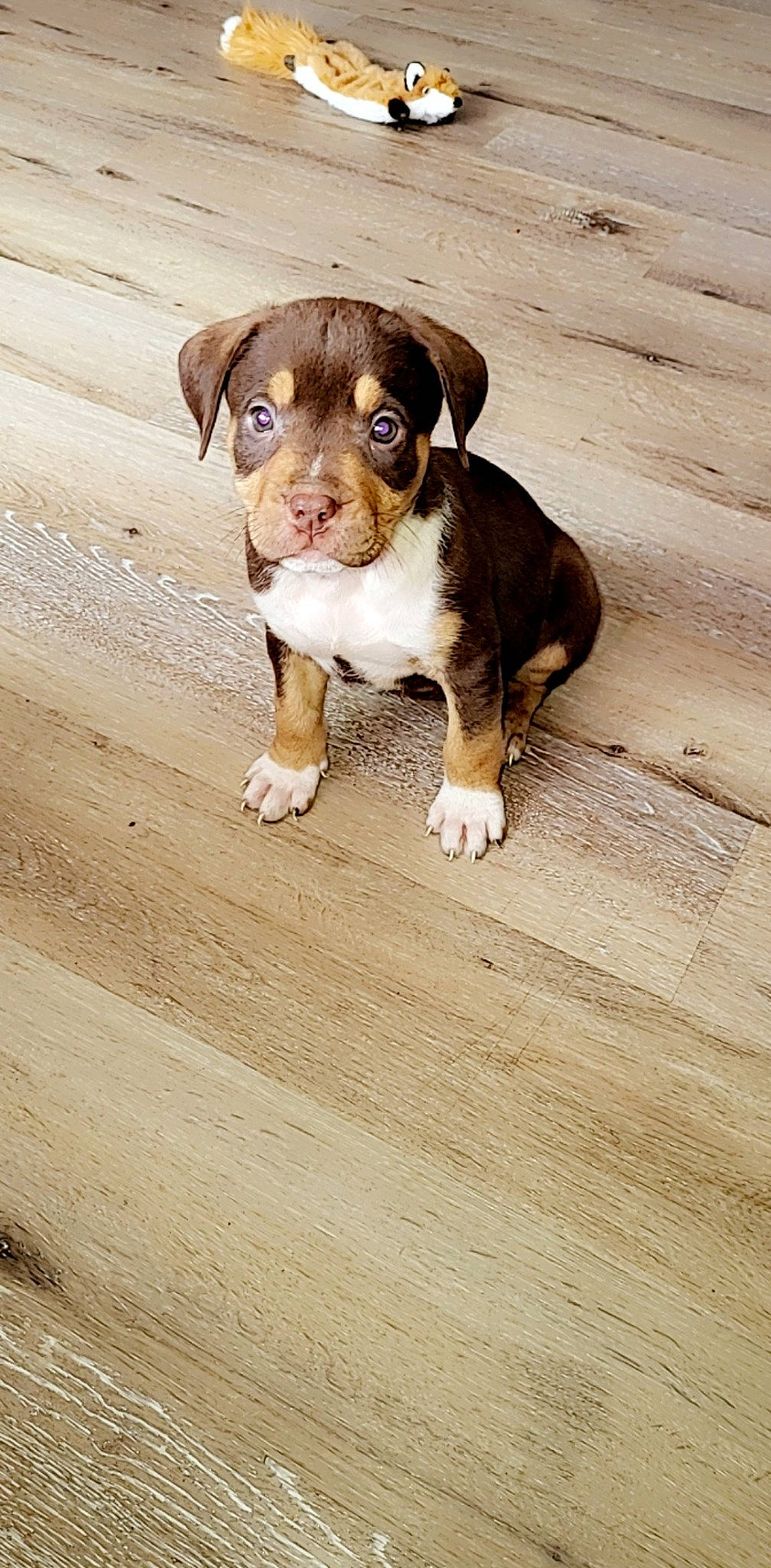 Armani joined the competition — help win amazing prizes! canidae, carnivore, companion_dog, dog, dog_breed, eye, fawn, flooring, hardwood, laminate_flooring, liver, plank, snout, sporting_group, terrestrial_animal, whiskers, wood, wood_flooring, wood_stain, working_animal