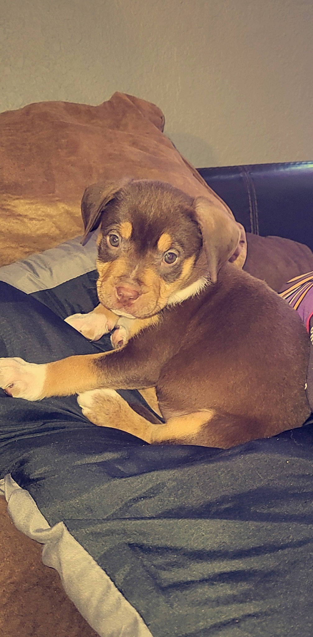 Armani is registered to the contest to win money with this photo: canidae, carnivore, comfort, companion_dog, couch, dog, dog_breed, fawn, fur, glasses, linens, liver, paw, puppy, snout, sporting_group, terrestrial_animal, toy_dog, whiskers, working_animal