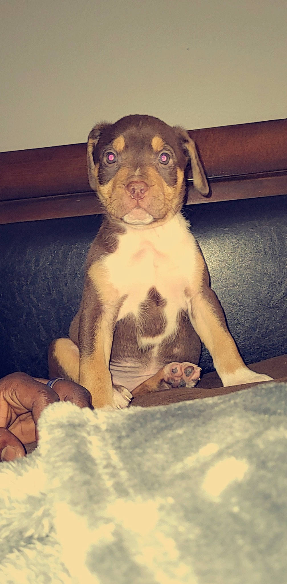 Armani is registered to the contest to win money with this photo: bored, canidae, carnivore, comfort, companion_dog, couch, dog, dog_breed, fawn, jaw, liver, paw, pet_supply, snout, sporting_group, tail, terrestrial_animal, toy_dog, whiskers, working_animal