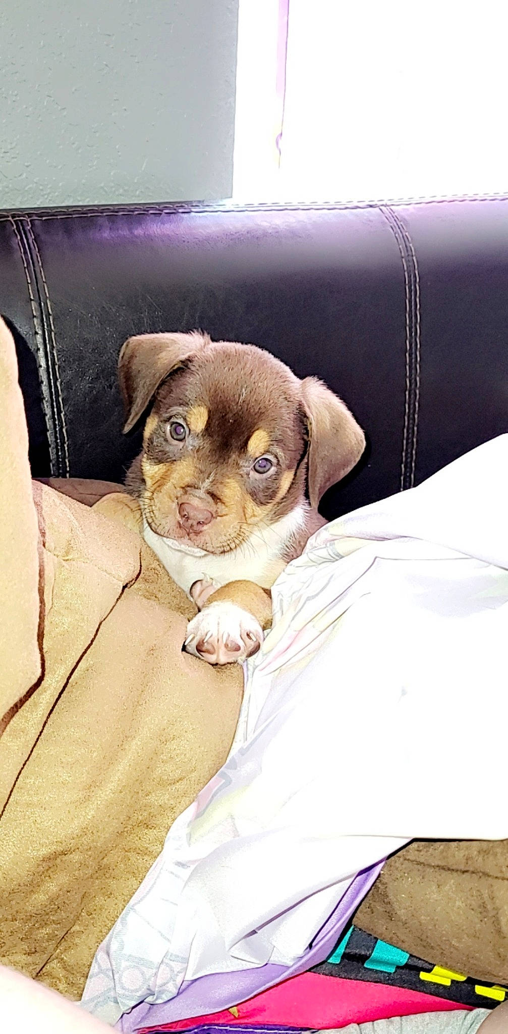 Armani joined the competition — help win amazing prizes! canidae, carnivore, chihuahua, collar, comfort, companion_dog, dog, dog_breed, duvet, fawn, felidae, fur, glasses, linens, liver, sleeve, sporting_group, toy_dog, whiskers, working_animal