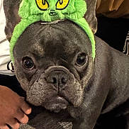 Nola is registered to the contest to win money with this photo: french_bulldog, dog, pet, costume, hat, green, grinch, indoor, carpet, animal, closeup, face, ears, cute, expression, fur, paw, hand, person, black