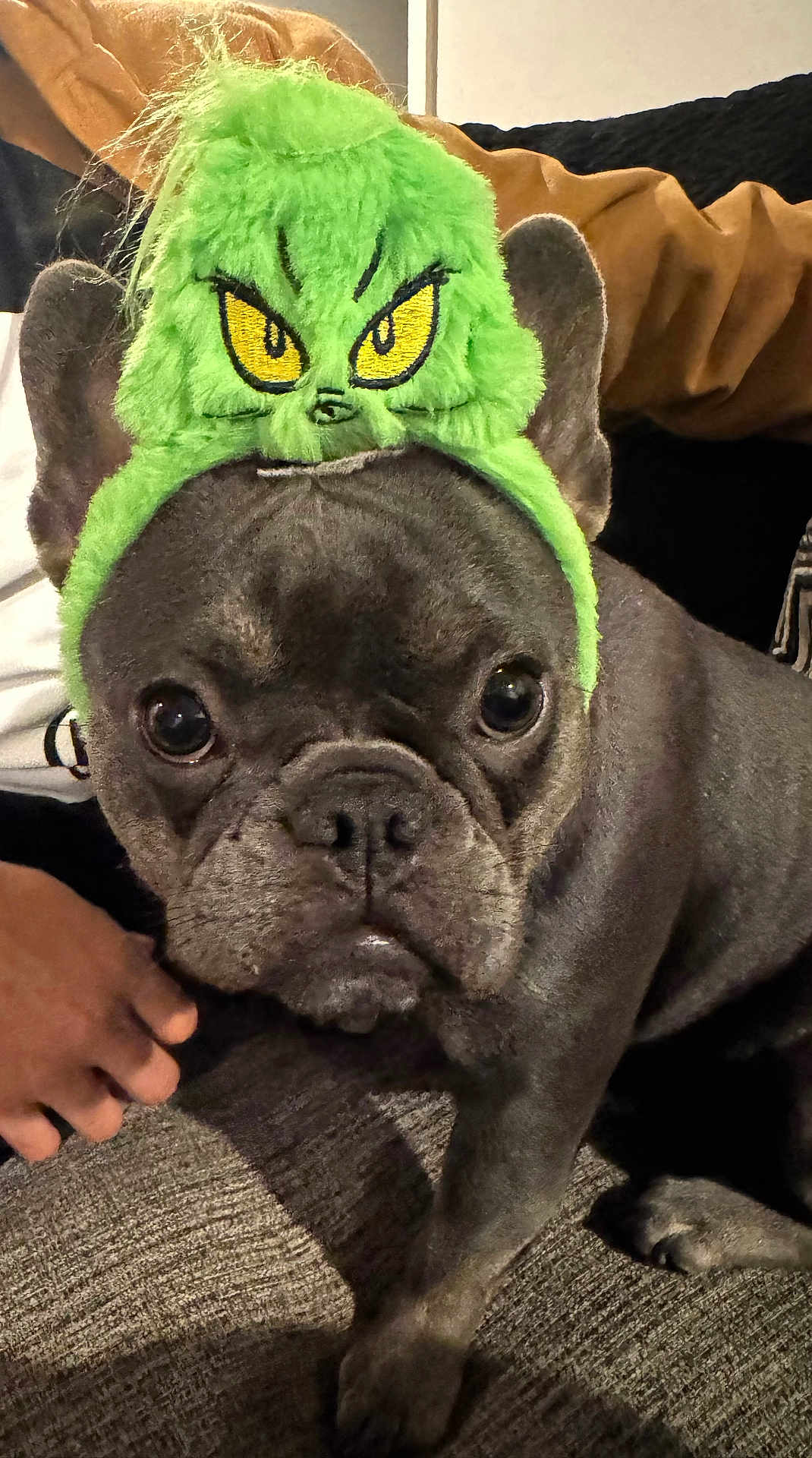 Nola is registered to the contest to win money with this photo: french_bulldog, dog, pet, costume, hat, green, grinch, indoor, carpet, animal, closeup, face, ears, cute, expression, fur, paw, hand, person, black