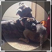 Brutus Teetee joined the competition — help win amazing prizes! brindle, canine, carpet, collar, companionship, cuddling, dog, dogs, doorway, ears, floor, indoor, muzzle, pair, pet, resting, shadow, snuggling, sunlight, window