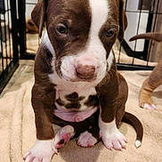Snoop is registered to the contest to win money with this photo: animal, ball, boxer, bulldog, canine, dog, football, frenchbulldog, hound, indoors, labradorretriever, pet, pitbull, plush, puppy, snout, sport, tennis, tennisball, toy