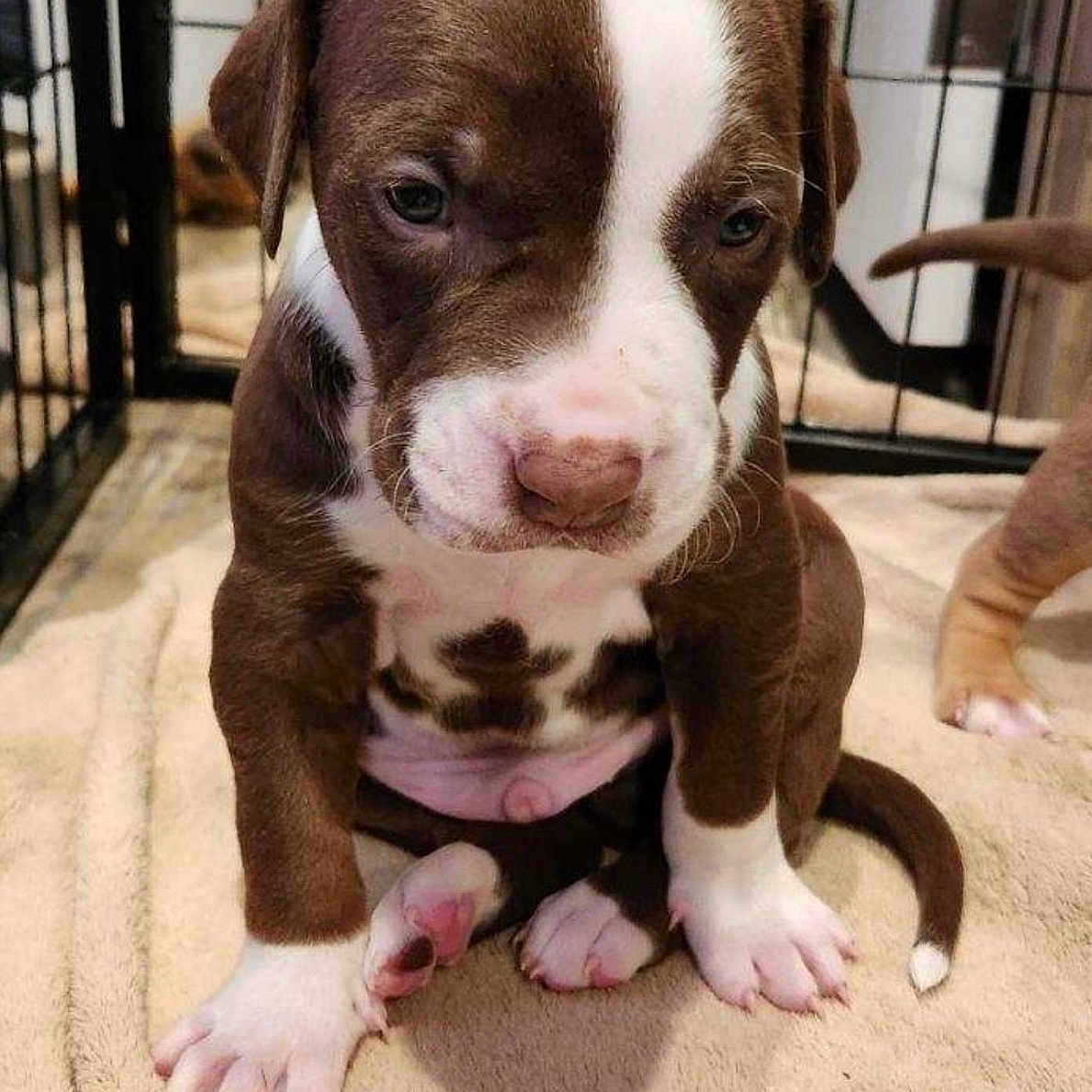 Snoop