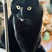 Kiwi participe au concours pour gagner de l'argent avec cette photo : black_cat, cat, animal, pet, indoor, feline, whiskers, curious, sitting, wood_surface, metal_pole, close_up, blurred_background, domestic_cat, eyes, fur, portrait, cute, alert, mammal