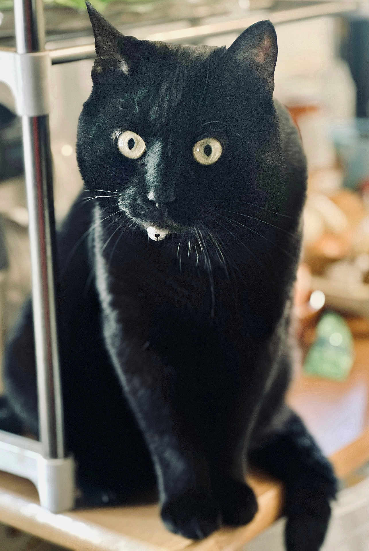 Kiwi participe au concours pour gagner de l'argent avec cette photo : black_cat, cat, animal, pet, indoor, feline, whiskers, curious, sitting, wood_surface, metal_pole, close_up, blurred_background, domestic_cat, eyes, fur, portrait, cute, alert, mammal