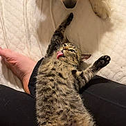 Rascal is registered to the contest to win money with this photo: cat, tabby_cat, dog, pet, tongue_out, stretching, fur, paw, snout, quilted_background, bed, bare_foot, black_pants, indoor, close_up, curious, cozy, relaxed, companion, cute