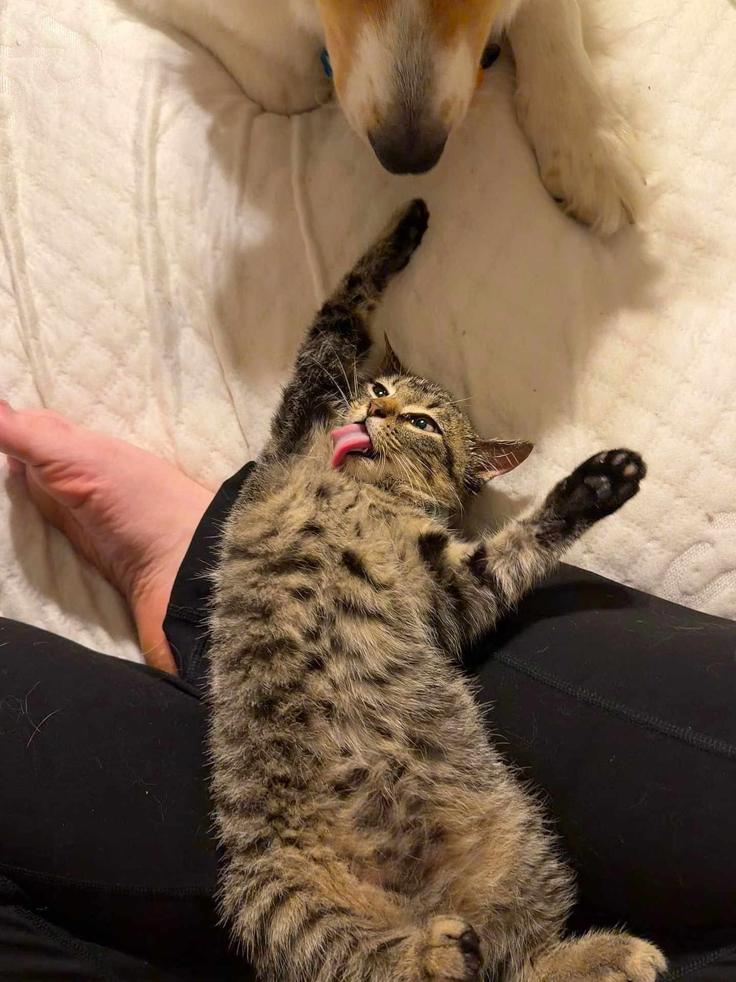 Rascal is registered to the contest to win money with this photo: cat, tabby_cat, dog, pet, tongue_out, stretching, fur, paw, snout, quilted_background, bed, bare_foot, black_pants, indoor, close_up, curious, cozy, relaxed, companion, cute