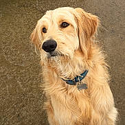 Pix joined the competition — help win amazing prizes! animal, attentive, bone_tag, brown_eyes, canine, closeup, collar, cute, dog, fur, golden_retriever, mammal, outdoor, pet, portrait, sitting, snow, weather, wet_ground, winter