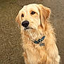 animal, attentive, bone_tag, brown_eyes, canine, closeup, collar, cute, dog, fur, golden_retriever, mammal, outdoor, pet, portrait, sitting, snow, weather, wet_ground, winter
