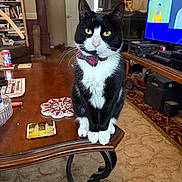 Wagyu is registered to the contest to win money with this photo: animal, black_and_white, bookshelf, bow_tie, carpet, cat, cozy, curious, furniture, home_decor, indoor, living_room, pet, sitting, sports, table, television, tuxedo_cat, wooden_table, yellow_eyes
