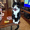 animal, black_and_white, bookshelf, bow_tie, carpet, cat, cozy, curious, furniture, home_decor, indoor, living_room, pet, sitting, sports, table, television, tuxedo_cat, wooden_table, yellow_eyes