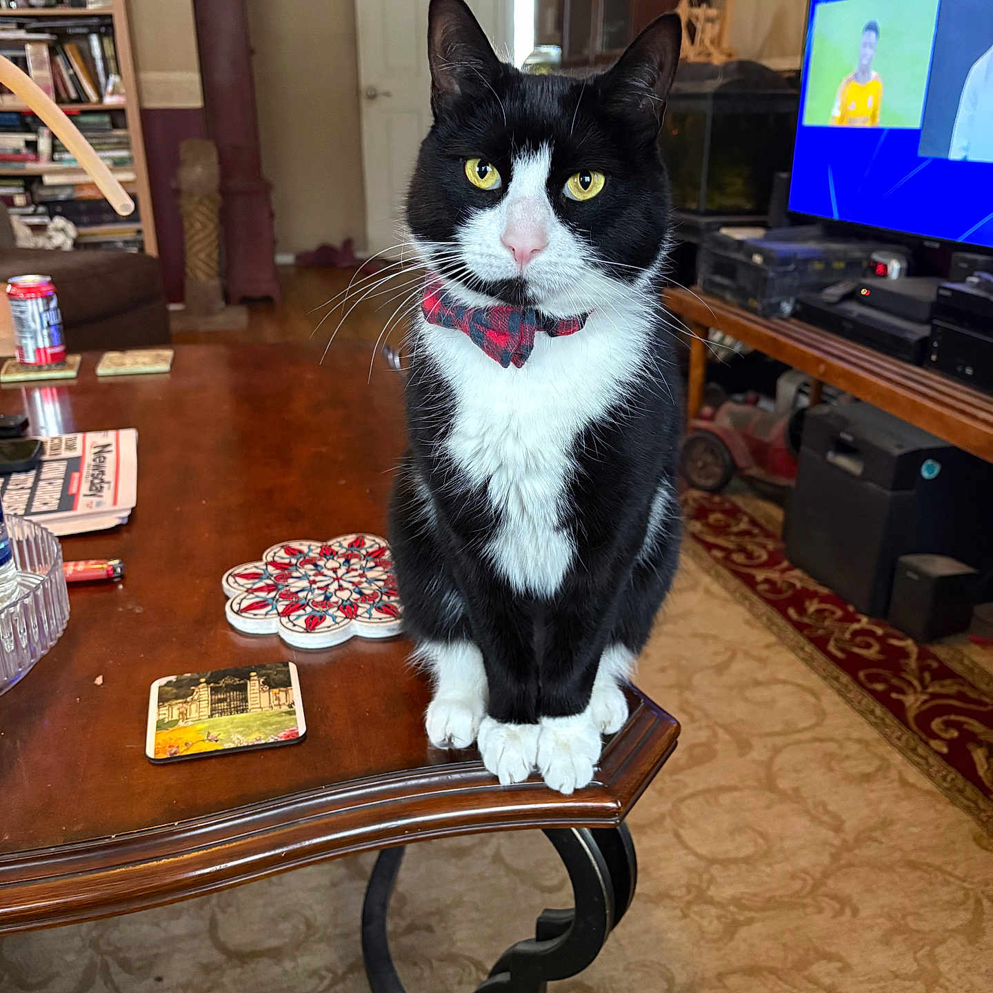 Wagyu is registered to the contest to win money with this photo: animal, black_and_white, bookshelf, bow_tie, carpet, cat, cozy, curious, furniture, home_decor, indoor, living_room, pet, sitting, sports, table, television, tuxedo_cat, wooden_table, yellow_eyes