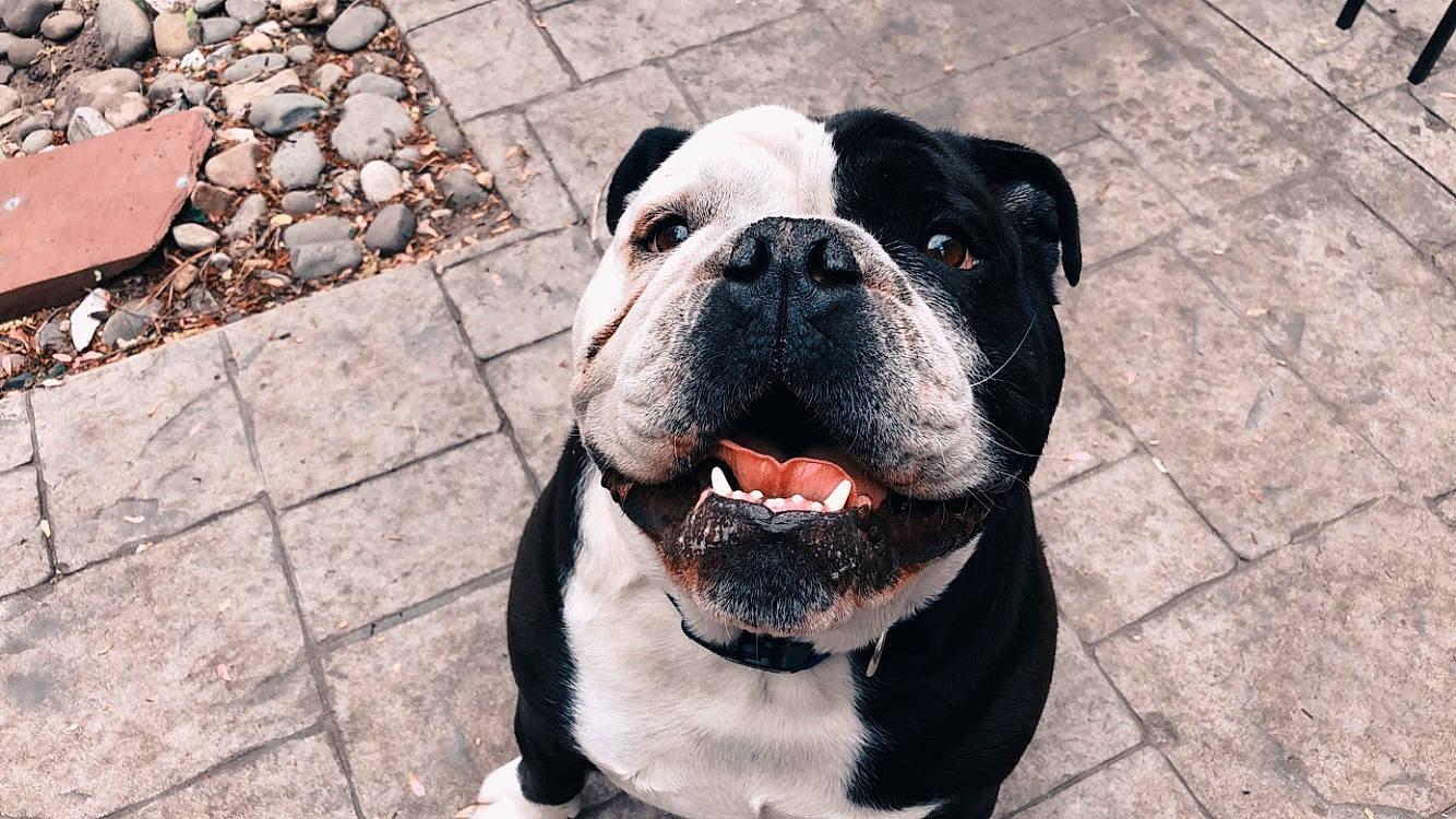 Grizzy joined the competition — help win amazing prizes! american_bulldog, ancient_dog_breeds, australian_bulldog, bulldog, canidae, carnivore, companion_dog, dog, dog_breed, dorset_olde_tyme_bulldogge, mammal, molosser, non_sporting_group, old_english_bulldog, olde_english_bulldogge, rare_breed_dog, renascence_bulldogge, snout, valley_bulldog, vertebrate