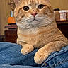 cat, orange_tabby, pet, animal, indoor, jeans, feline, fur, paw, face, looking, resting, domestic, cozy, home, furniture, background, lock_screen, time, date