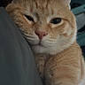 Munk joined the competition — help win amazing prizes! cat, orange_tabby, sleepy, close_up, indoor, resting, feline, pet, whiskers, soft, fur, relaxed, face, ears, nose, paw, cozy, domestic_animal, animal, cute
